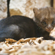Illustration for article titled ZOMG BABY JAGUARUNDI!!!
